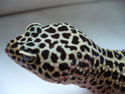 Przesuszona skóra u gekona (fot. Daniel Puchalski)